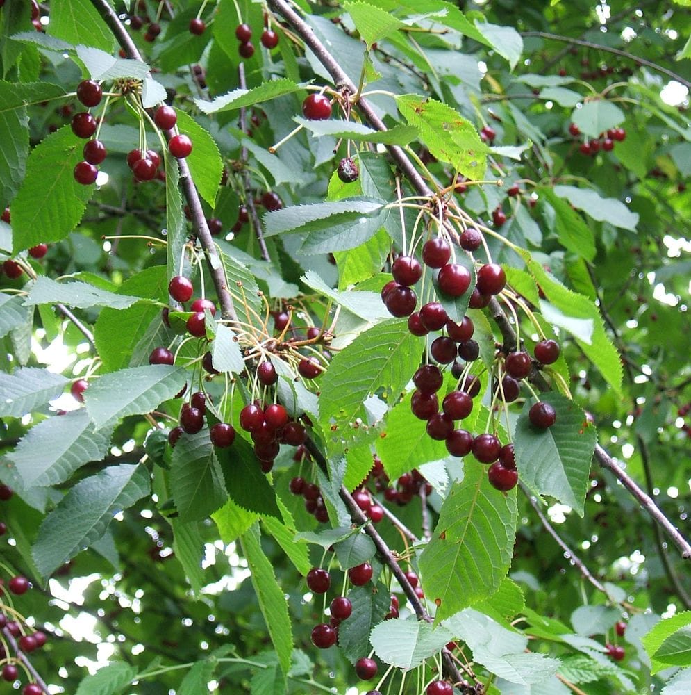 Cerasus avium